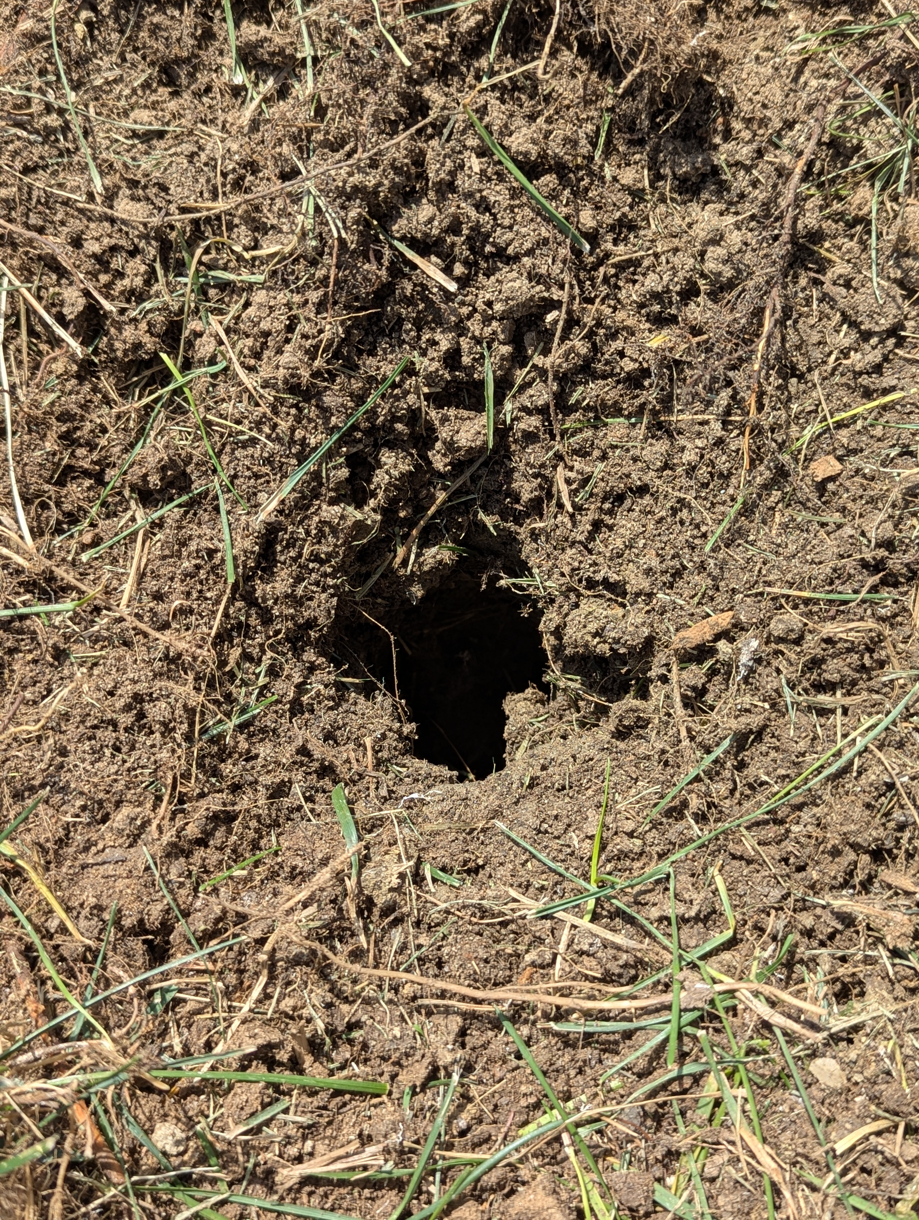 Tree Ring, Home Improvement, Morrison, Colorado